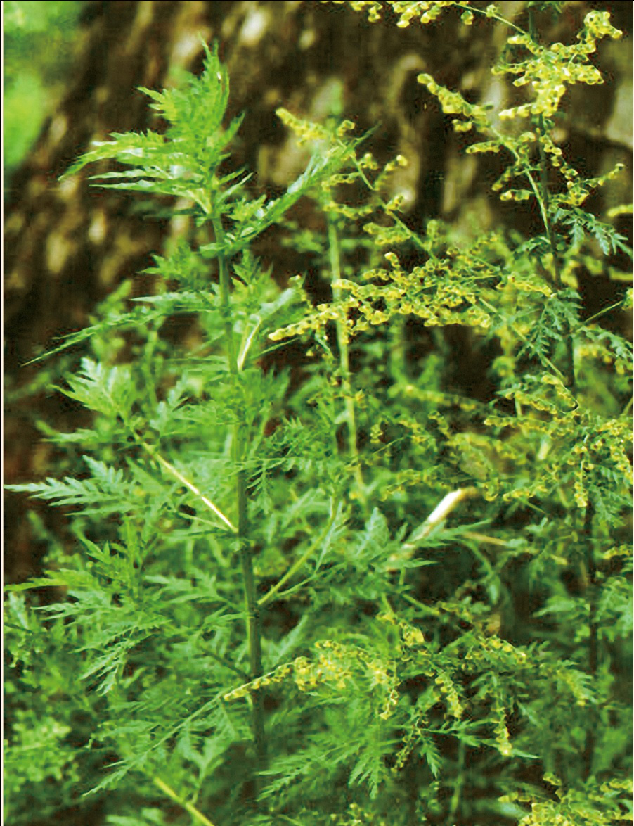 VSport-成功因您更杰出